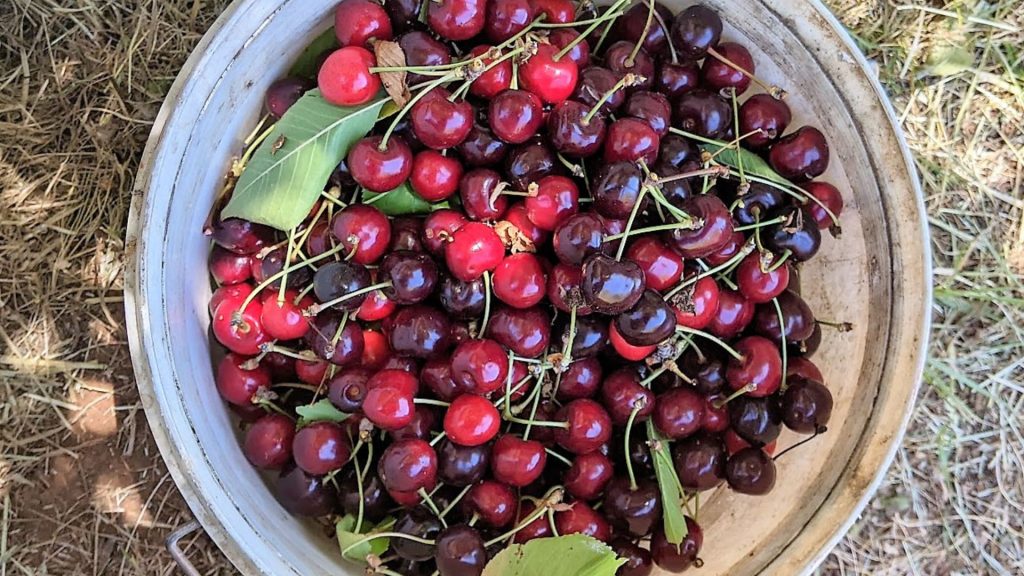 What to do as a foodie in Oberon